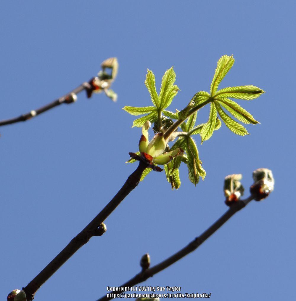 Photo of Horse Chestnut (Aesculus hippocastanum) uploaded by kniphofia