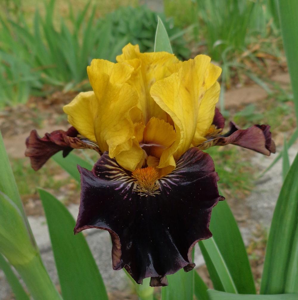 Photo of Intermediate Bearded Iris (Iris 'Stormbird') uploaded by lovemyhouse
