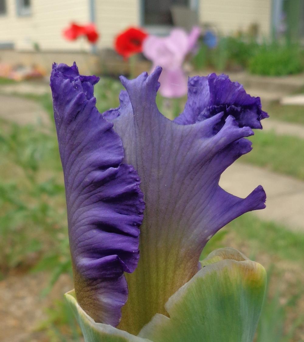 Photo of Tall Bearded Iris (Iris 'Got the Picture') uploaded by lovemyhouse