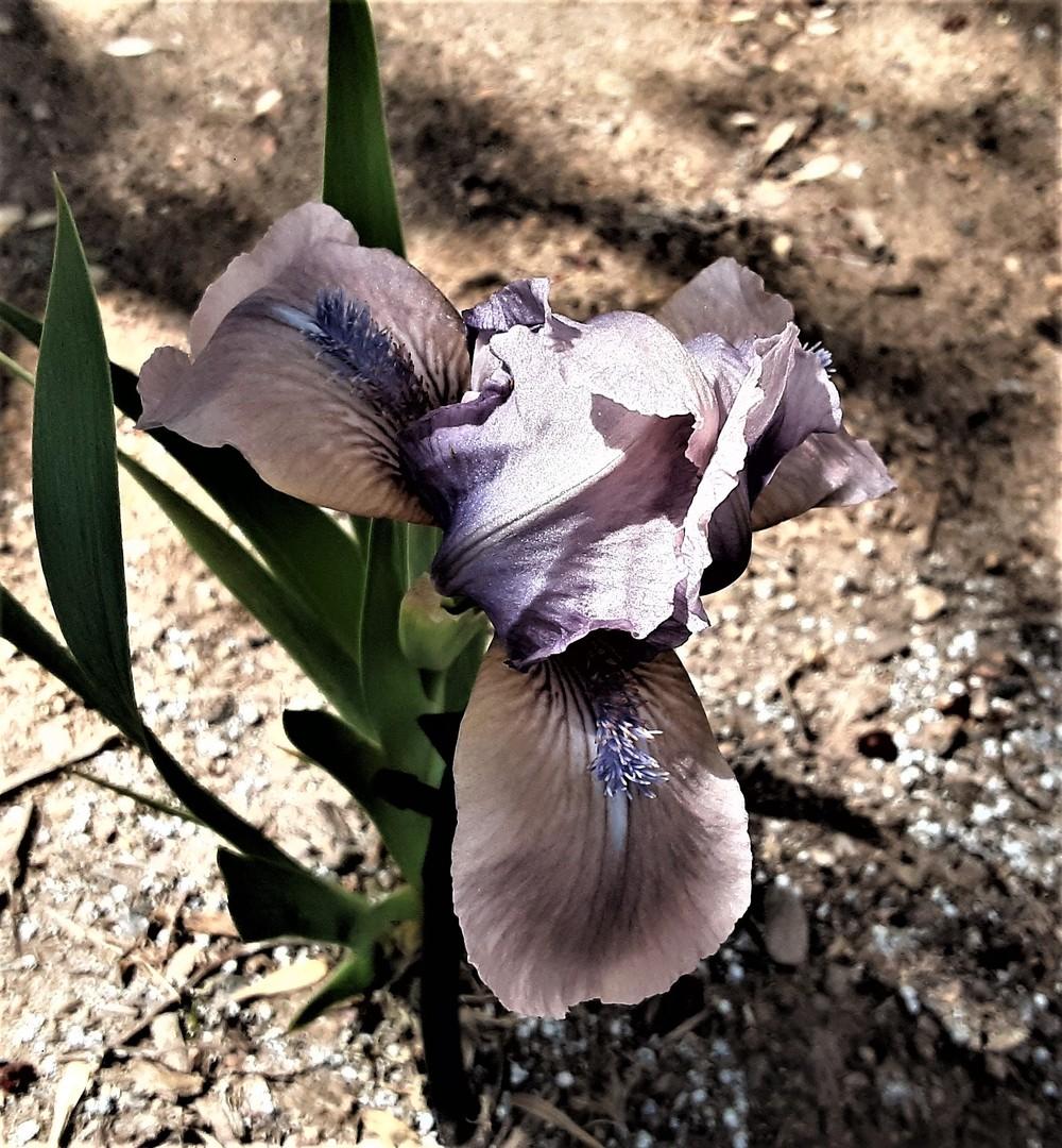 Photo of Standard Dwarf Bearded Iris (Iris 'Alene's Other Love') uploaded by Bitoftrouble