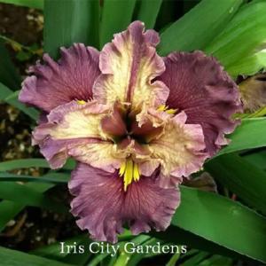 Image courtesy of Iris City Gardens