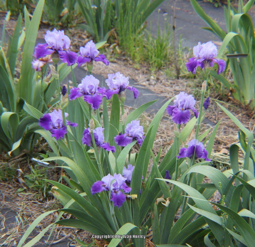 Photo of Tall Bearded Iris (Iris 'Beat the Heat') uploaded by Ivan_N_Tx