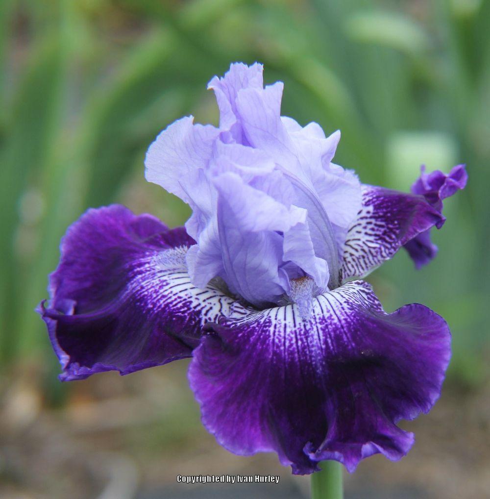 Photo of Tall Bearded Iris (Iris 'Endura') uploaded by Ivan_N_Tx