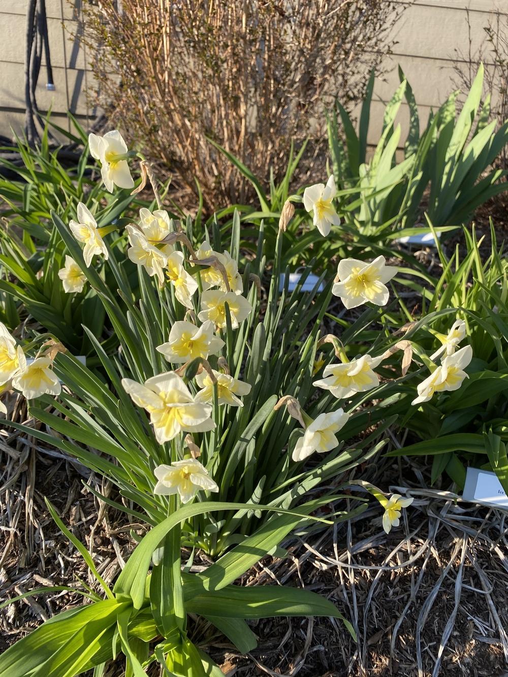 Photo of Split-Cupped Collar Daffodil (Narcissus 'Smiling Twin') uploaded by Legalily