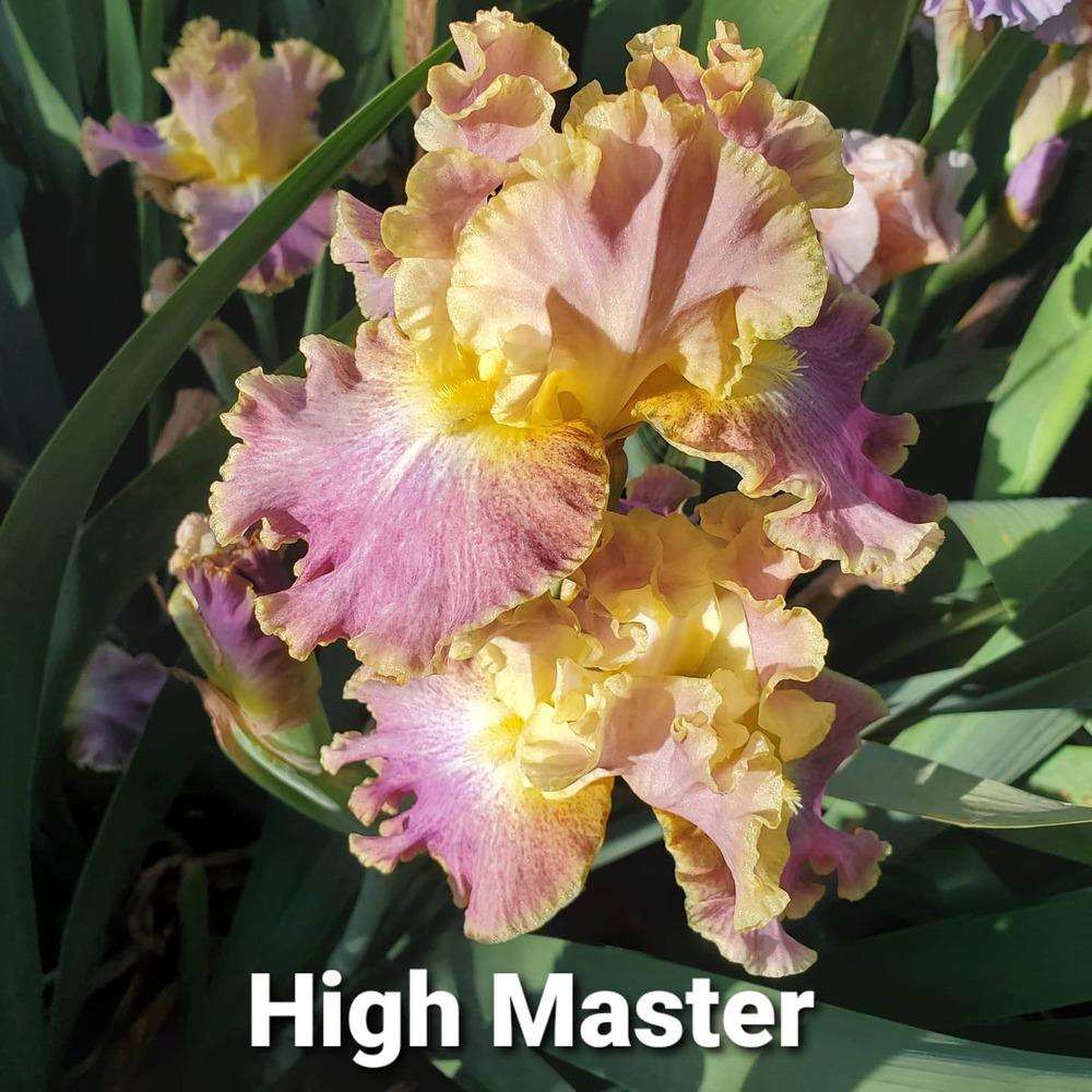 Photo of Tall Bearded Iris (Iris 'High Master') uploaded by jigs1968