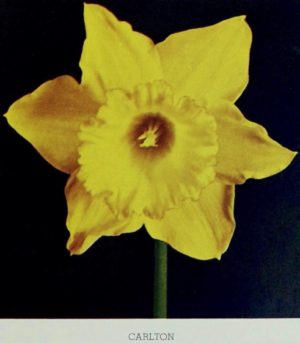 Photo of Large-cupped Daffodil (Narcissus 'Carlton') uploaded by scvirginia