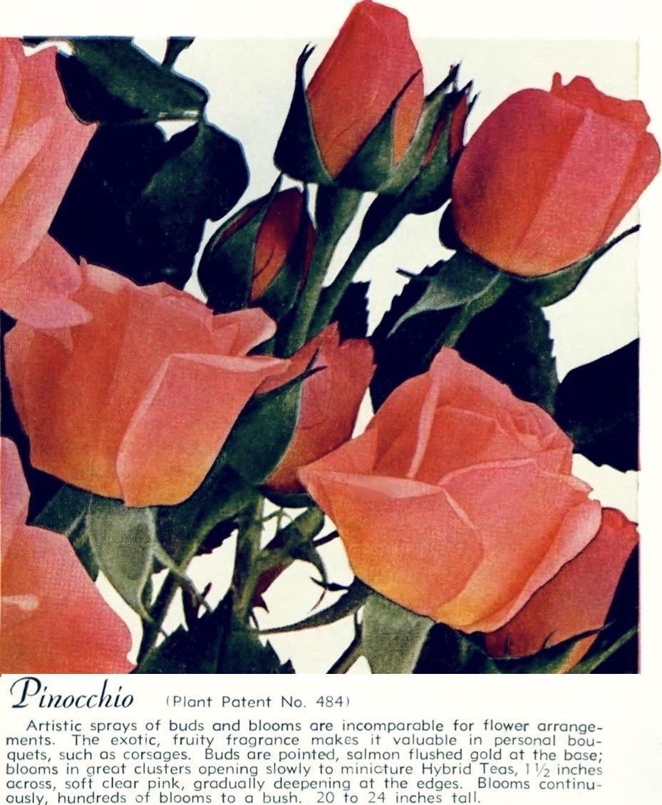 Photo of Rose (Rosa 'Pinocchio') uploaded by scvirginia