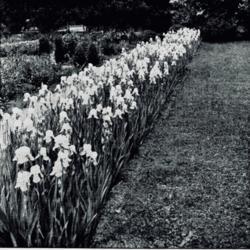 
Date: c. 1920
photo from the 1920 catalog, Cromwell Gardens, Cromwell, Connecti