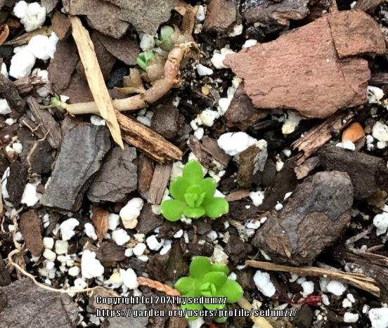 Photo of Stringy Stonecrop (Sedum sarmentosum) uploaded by sedumzz