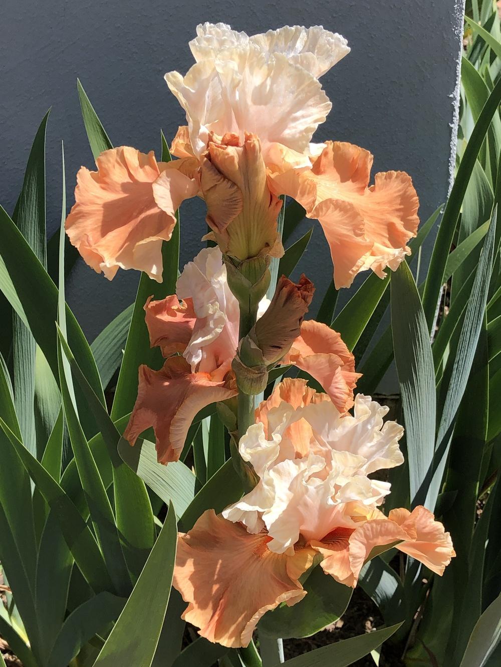 Photo of Tall Bearded Iris (Iris 'Lost in Dreams') uploaded by AndreaD