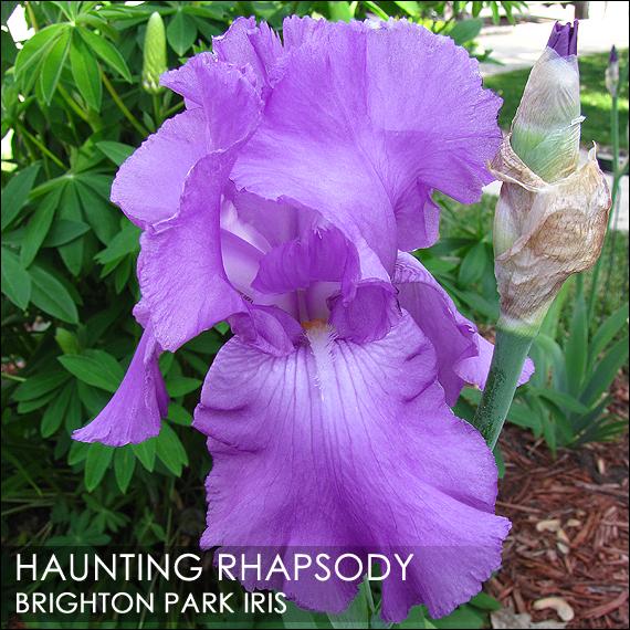 Photo of Tall Bearded Iris (Iris 'Haunting Rhapsody') uploaded by BrightonPark