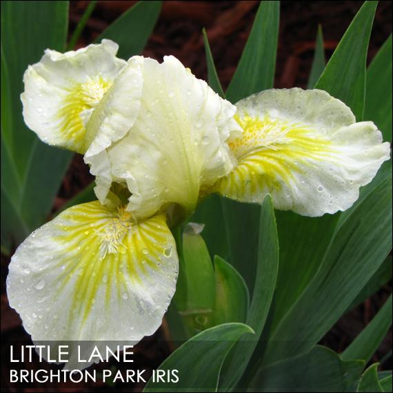 Photo of Standard Dwarf Bearded Iris (Iris 'Little Lane') uploaded by BrightonPark