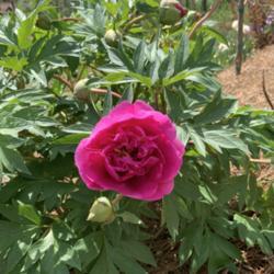 Location: Annette’s garden
Date: April 14, 2021
Opening bloom of Belle Toulousaine Itoh Peony