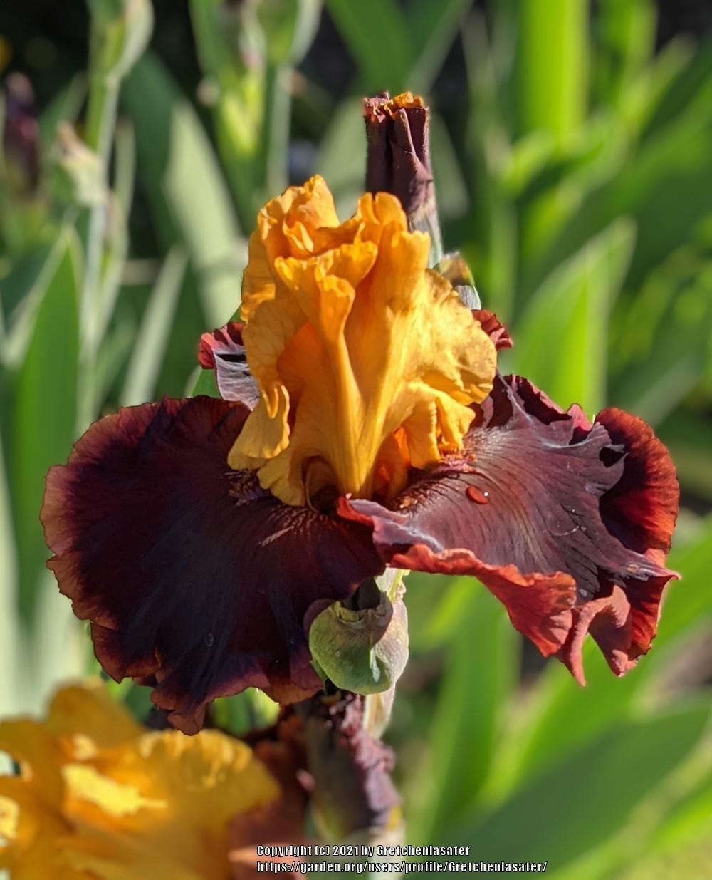 Photo of Tall Bearded Iris (Iris 'Ancient Echoes') uploaded by Gretchenlasater
