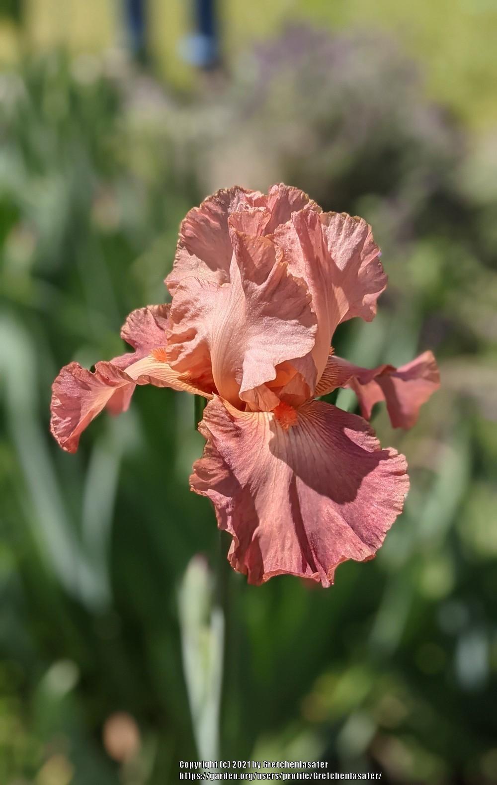 Photo of Tall Bearded Iris (Iris 'Role Model') uploaded by Gretchenlasater