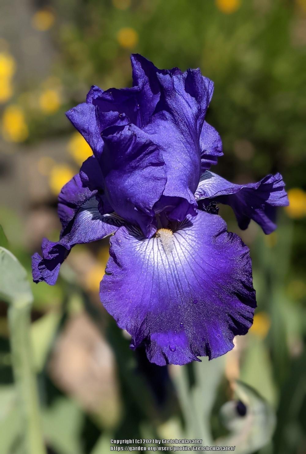 Photo of Tall Bearded Iris (Iris 'Stellar Lights') uploaded by Gretchenlasater