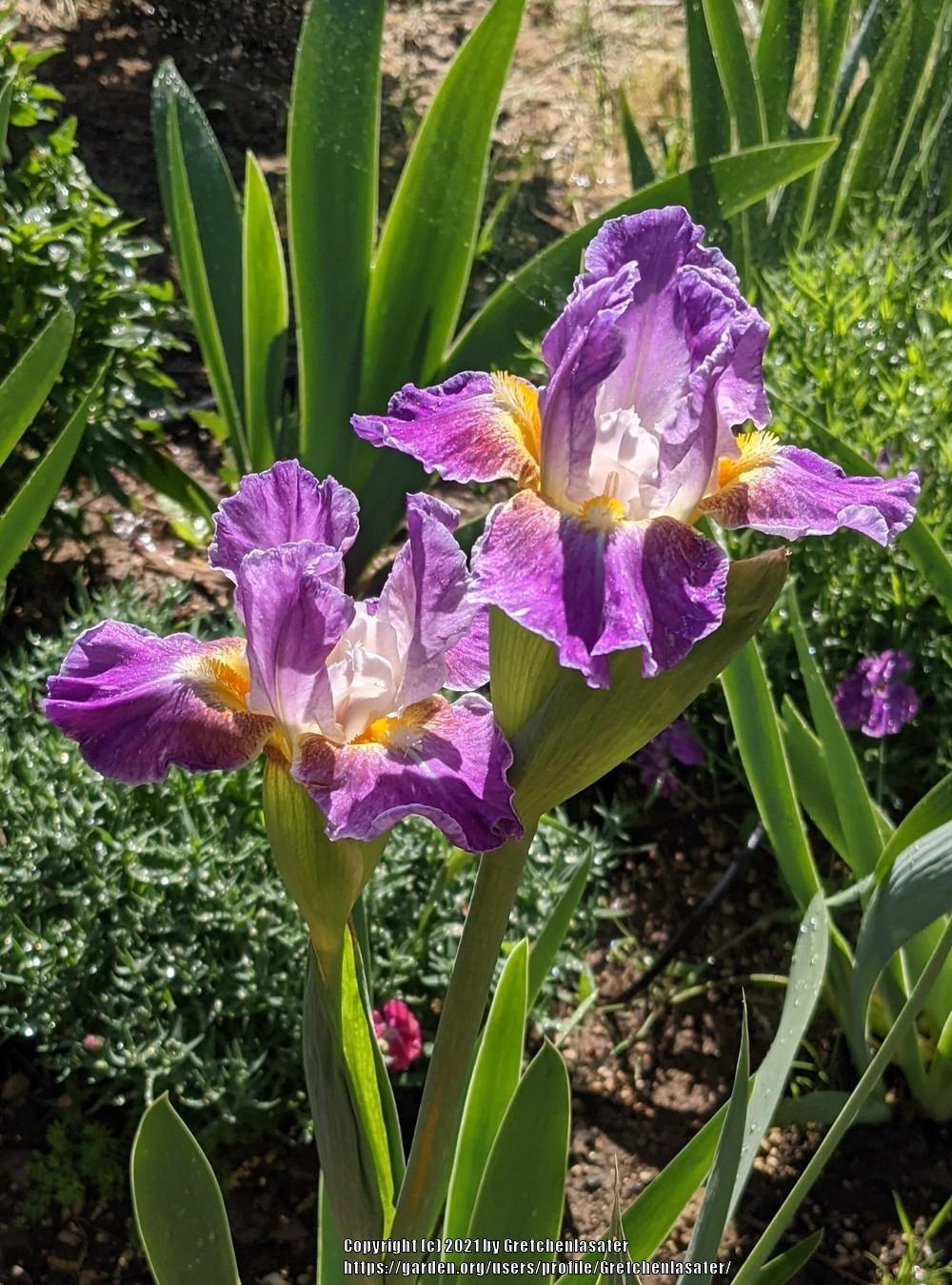 Photo of Intermediate Bearded Iris (Iris 'Backlit Beauty') uploaded by Gretchenlasater