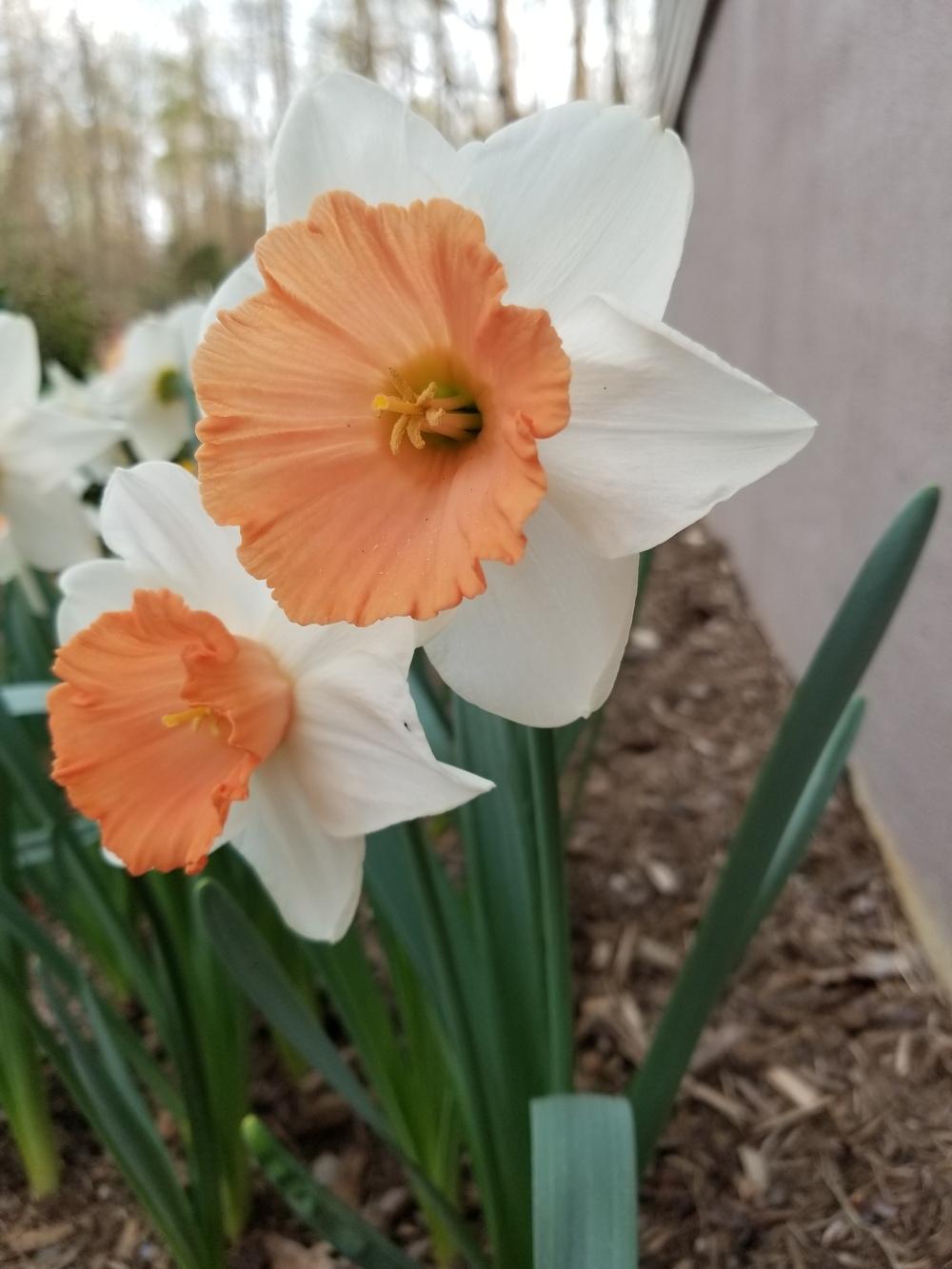 Photo of Large-cupped Daffodil (Narcissus 'Chromacolor') uploaded by JLO111
