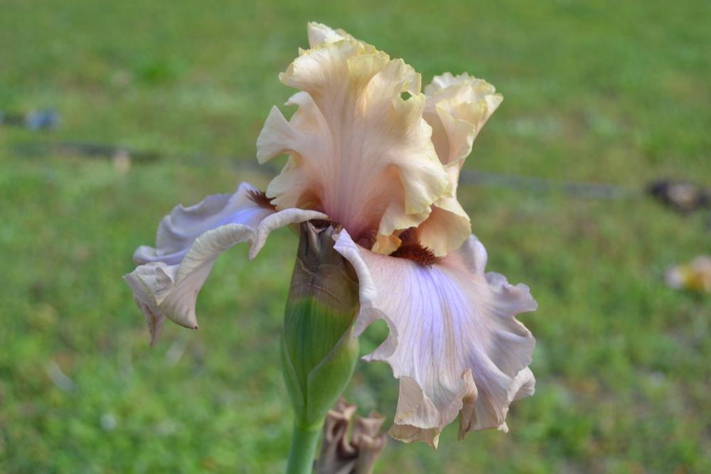 Photo of Tall Bearded Iris (Iris 'Enter the Dragon') uploaded by aikenforflowers