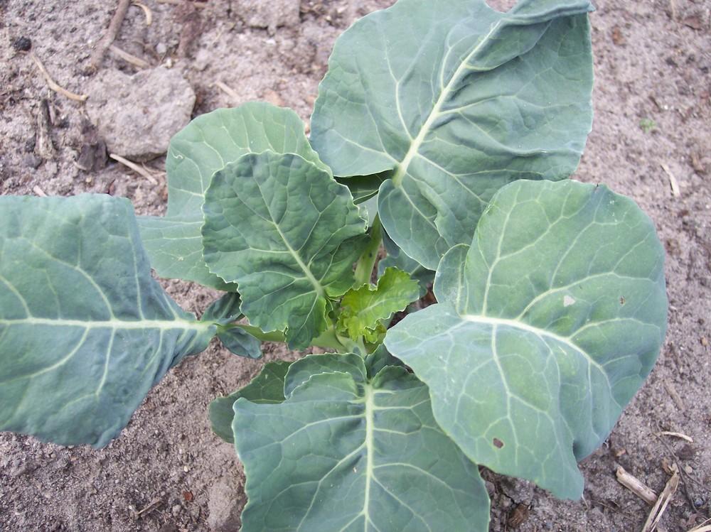 Photo of Broccoli (Brassica oleracea 'Fletcher') uploaded by farmerdill