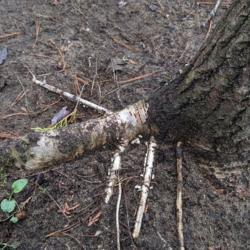 Location: Simcoe County, Ontario
Date: April 12, 2021
Roots exposed due to soil erosion. Note young bark on the roots c