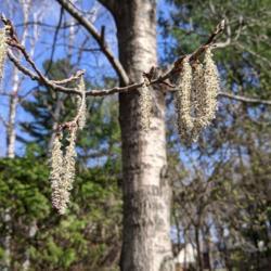 Location: Simcoe County, Ontario
Date: April 13, 2021
Active male catkins in full bloom. They scattered copious pollen 