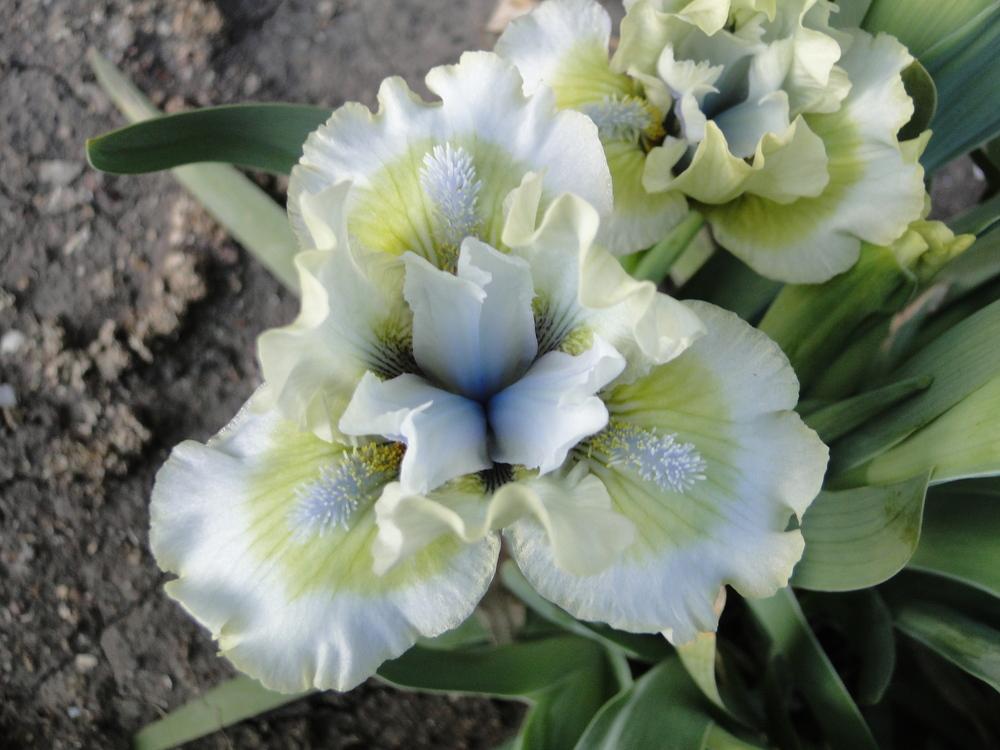 Photo of Miniature Dwarf Bearded Iris (Iris 'Ribbit') uploaded by lauriemorningglory