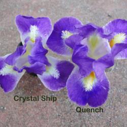 Location: southeast Nebraska
Date: 2021-04-13 
Comparison of blooms Crystal Ship vs Quench