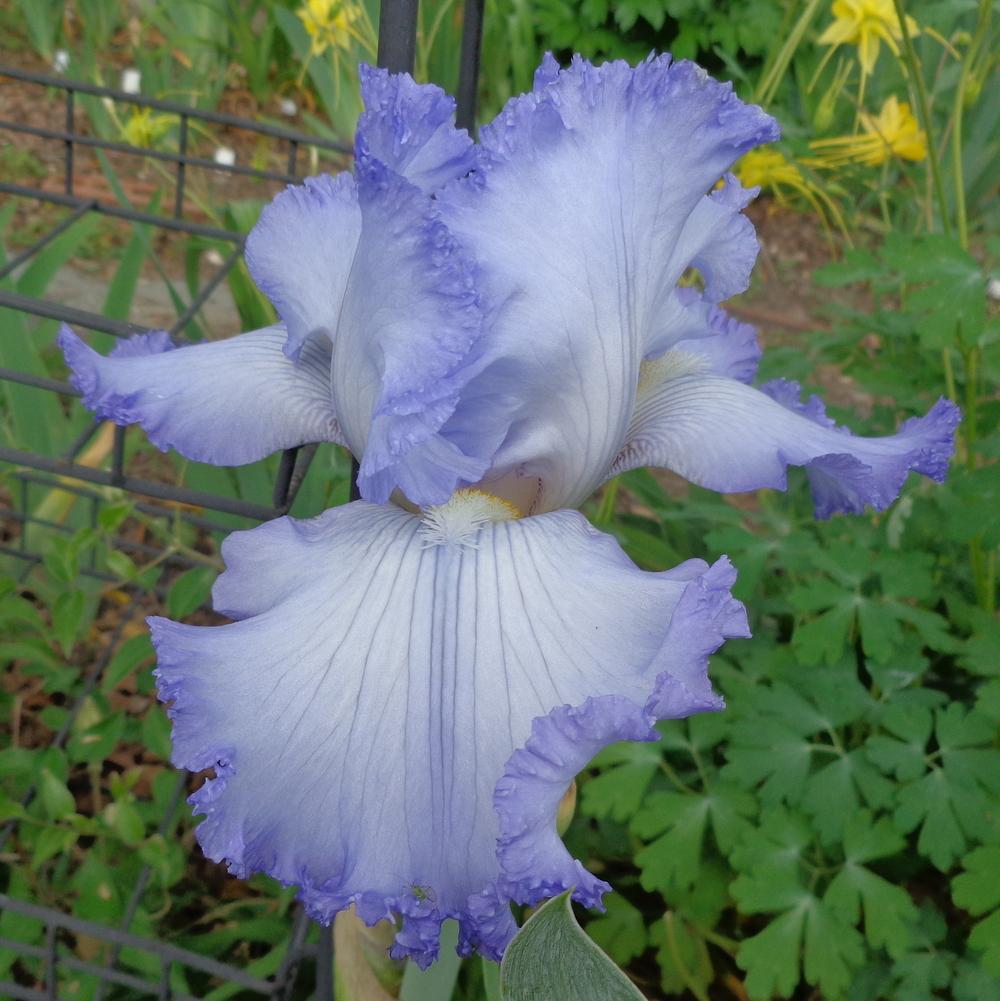 Photo of Tall Bearded Iris (Iris 'Cloud Ballet') uploaded by lovemyhouse