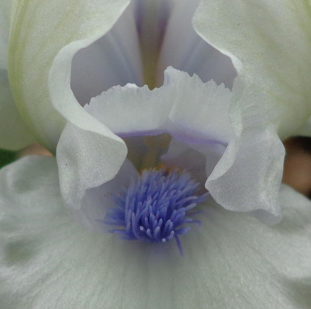 Photo of Standard Dwarf Bearded Iris (Iris 'Bluebeard's Ghost') uploaded by lovemyhouse