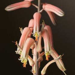 Location: Colorado 
Date: 2021-03-14
Close-up of Mosaic Aloe flowers.