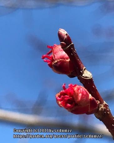 Photo of Red Maple (Acer rubrum) uploaded by sedumzz