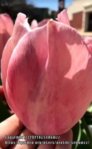Photo of Darwin Hybrid Tulip (Tulipa 'Pink Impression') uploaded by sedumzz