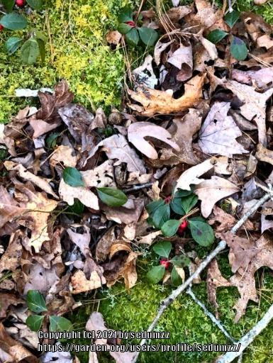 Photo of Wintergreen (Gaultheria procumbens) uploaded by sedumzz
