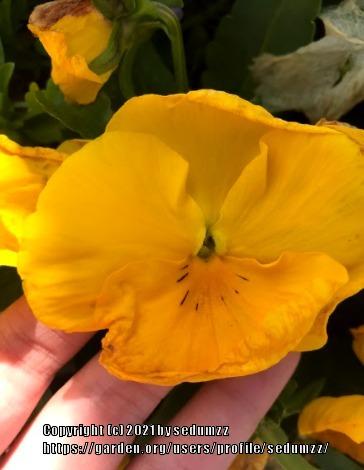 Photo of Pansy (Viola x wittrockiana Cool Wave® Yellow) uploaded by sedumzz