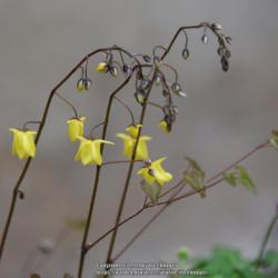Location: My garden in N E Pa. 
Date: 2021-04-11
A low growing, tiny Epimedium.