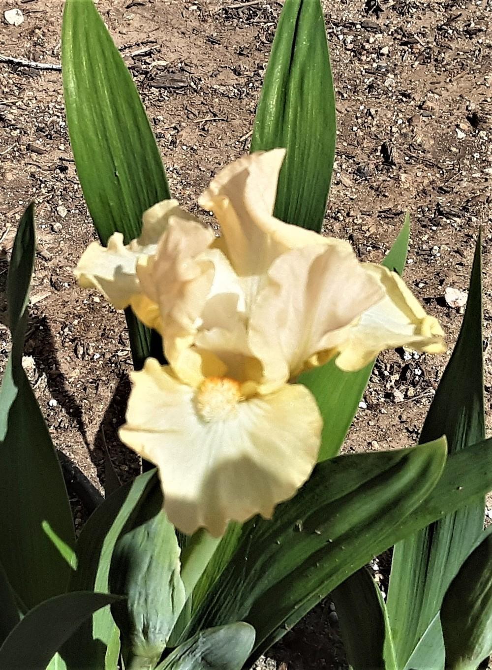 Photo of Standard Dwarf Bearded Iris (Iris 'Naples Syrup') uploaded by Bitoftrouble