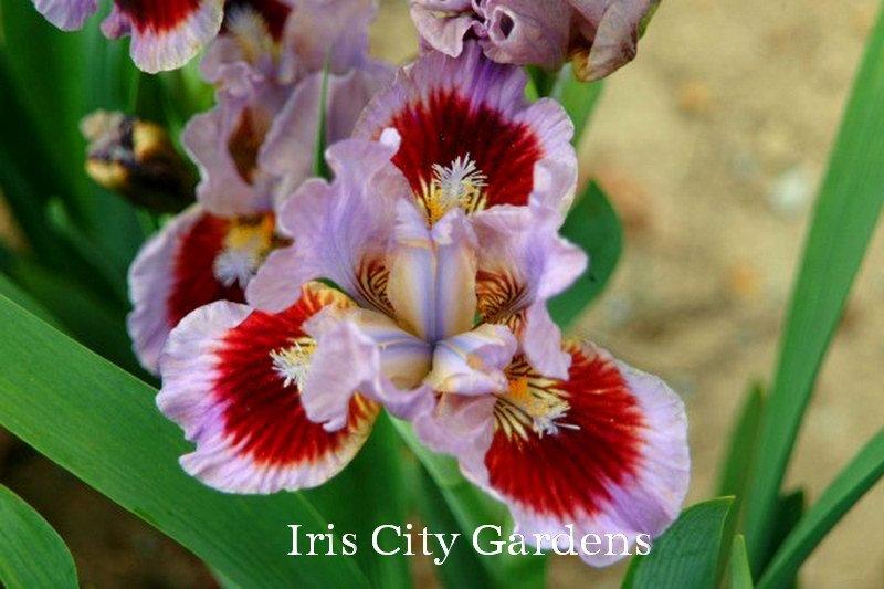 Photo of Standard Dwarf Bearded Iris (Iris 'Going in Circles') uploaded by DaylilySLP