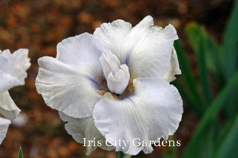 Photo of Tall Bearded Iris (Iris 'Frosty Moonscape') uploaded by DaylilySLP