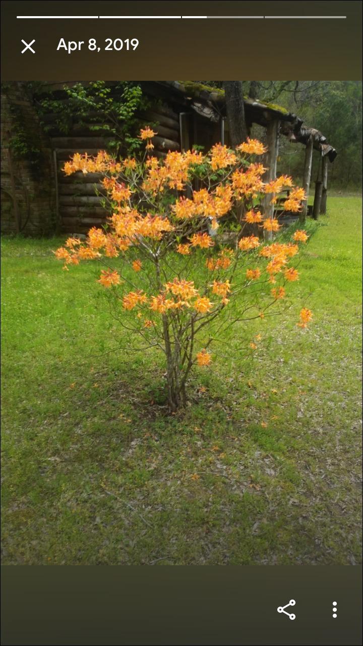Photo of Rhododendron (Rhododendron eastmanii) uploaded by Kathy547