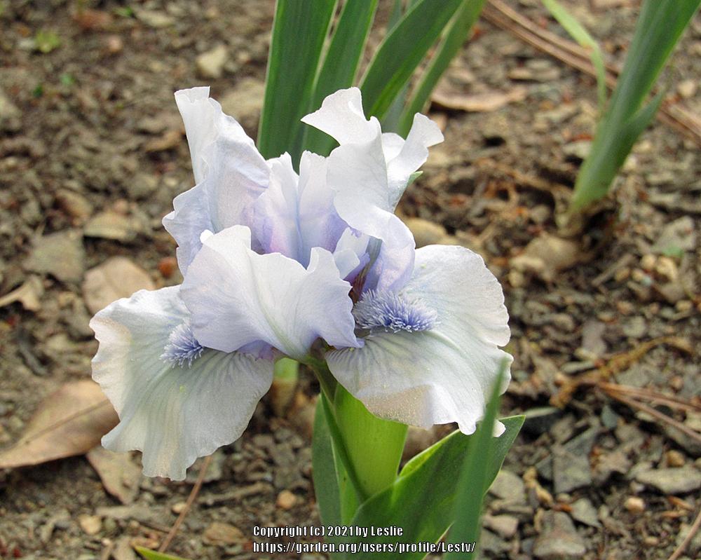 Photo of Standard Dwarf Bearded Iris (Iris 'Wukee') uploaded by Lestv