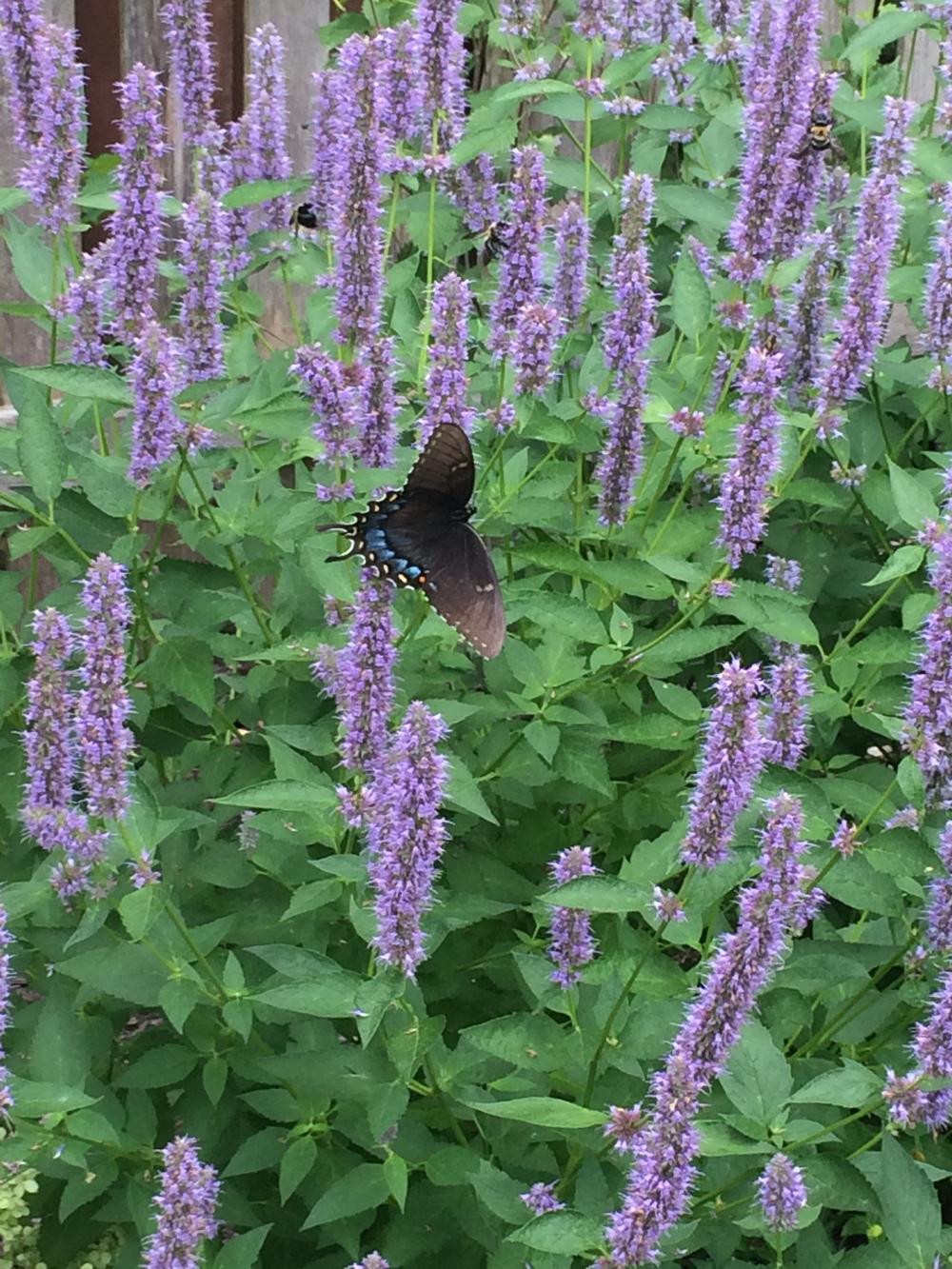 Photo of Anise Hyssop (Agastache 'Blue Fortune') uploaded by mom2goldens