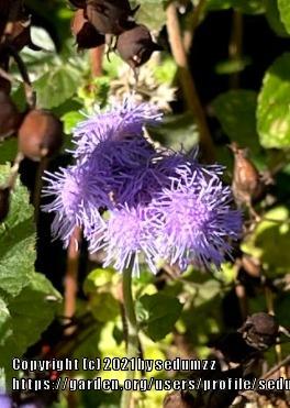 Photo of Blue Mistflower (Conoclinium coelestinum) uploaded by sedumzz