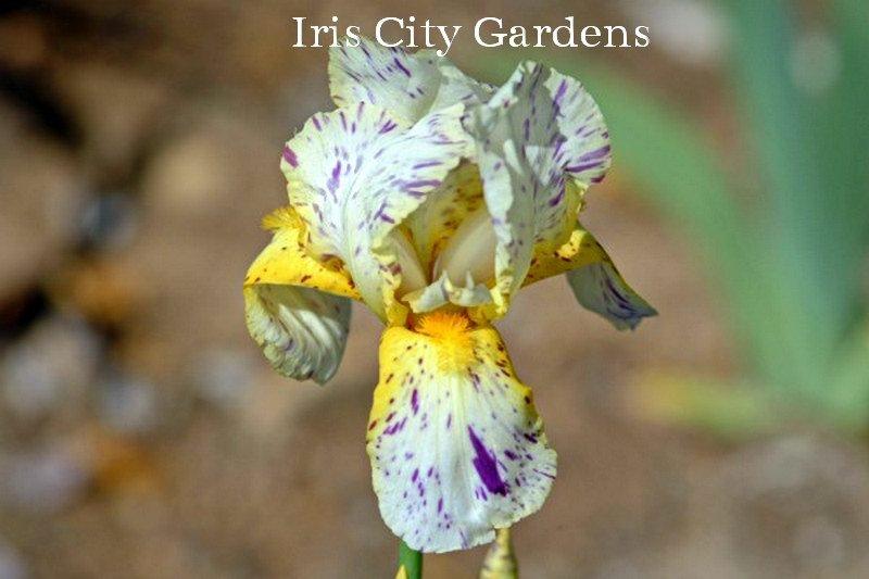 Photo of Border Bearded Iris (Iris 'Minnesota Mixed-Up Kid') uploaded by DaylilySLP