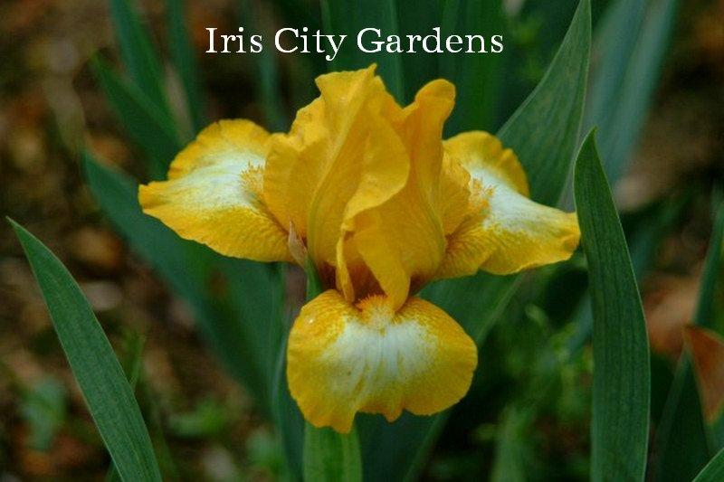 Photo of Standard Dwarf Bearded Iris (Iris 'Southern Exposure') uploaded by DaylilySLP