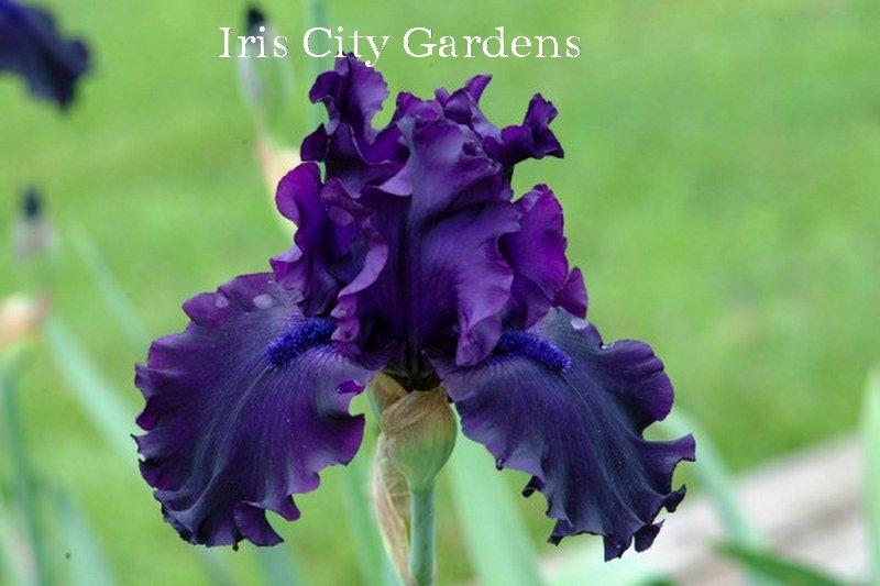 Photo of Tall Bearded Iris (Iris 'Night Ruler') uploaded by DaylilySLP