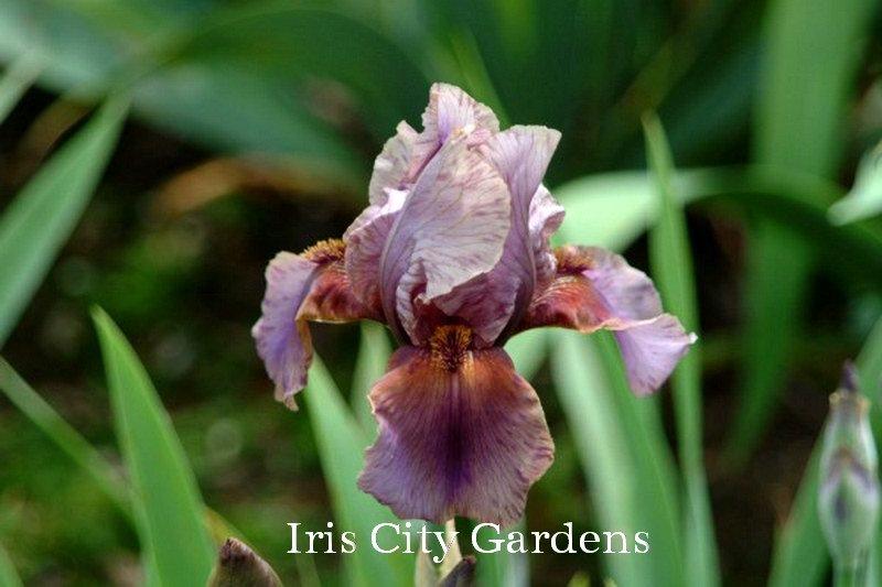 Photo of Border Bearded Iris (Iris 'Jungle Shadows') uploaded by DaylilySLP