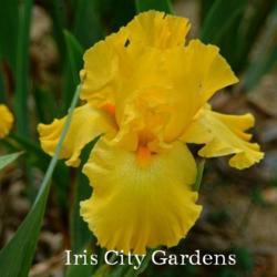 
Image courtesy of Iris City Gardens