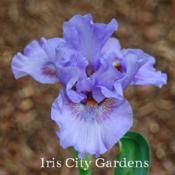 Image courtesy of Iris City Gardens