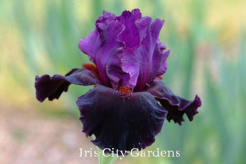 Photo of Tall Bearded Iris (Iris 'Storm Rider') uploaded by DaylilySLP